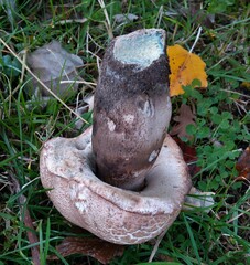 Leccinum duriusculum