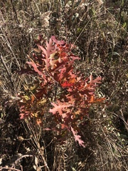 Quercus ellipsoidalis