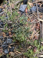 Mniaceae