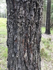 Eucalyptus siderophloia
