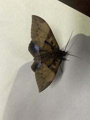 Ischyja manlia
