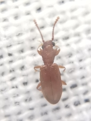 Silvanoprus scuticollis