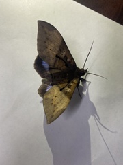 Ischyja manlia
