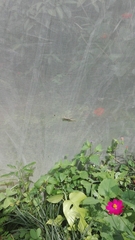 Gonatodes albogularis fuscus