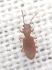 Silvanoprus scuticollis