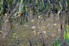 Utricularia foliosa