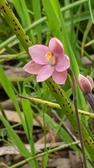 Thelymitra rubra