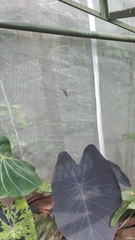 Gonatodes albogularis fuscus