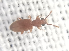 Silvanoprus scuticollis