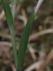 Gladiolus carneus