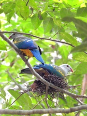 Ptilinopus magnificus