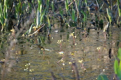 Utricularia foliosa