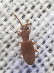 Silvanoprus scuticollis