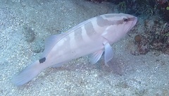 Epinephelus striatus