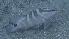 Epinephelus striatus