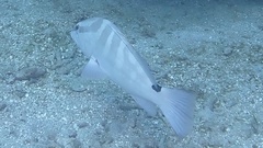 Epinephelus striatus