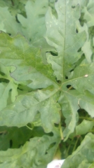 Distimake dissectus dissectus