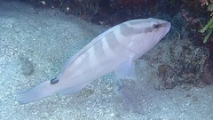 Epinephelus striatus