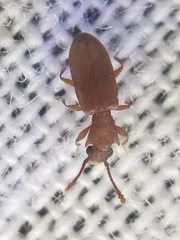 Silvanoprus scuticollis