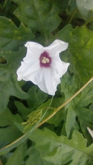 Distimake dissectus dissectus