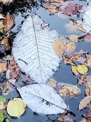 Magnolia macrophylla