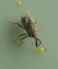 Anthonomus elongatus