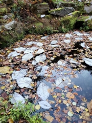 Magnolia macrophylla