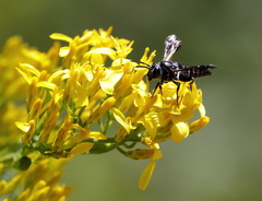 Coelioxys dolichos
