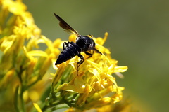 Coelioxys dolichos