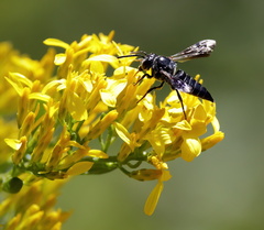 Coelioxys dolichos