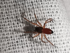 Ostearius melanopygius