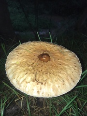Macrolepiota
