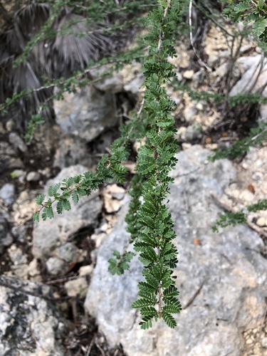 Calliandra haematomma