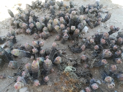 Crassula plegmatoides