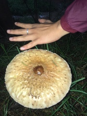Macrolepiota
