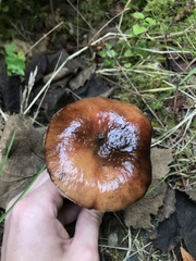 Gomphidius oregonensis