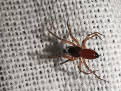 Ostearius melanopygius