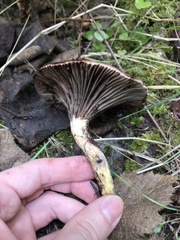 Gomphidius oregonensis