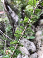 Calliandra haematomma