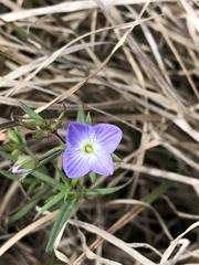 Veronica gracilis