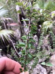 Calliandra haematomma