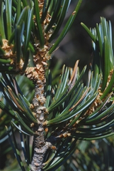 Pinus quadrifolia