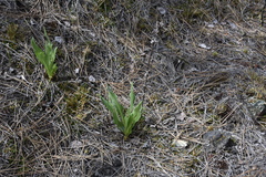 Pyrrocoma carthamoides