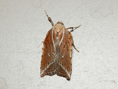 Arachnographa micrastrella