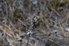 Pyrrocoma carthamoides