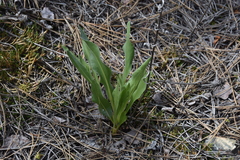 Pyrrocoma carthamoides