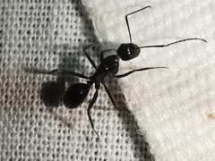 Camponotus aethiops