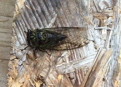 Neotibicen canicularis