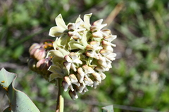 Asclepias glaucescens