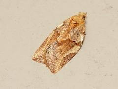 Epiphyas postvittana